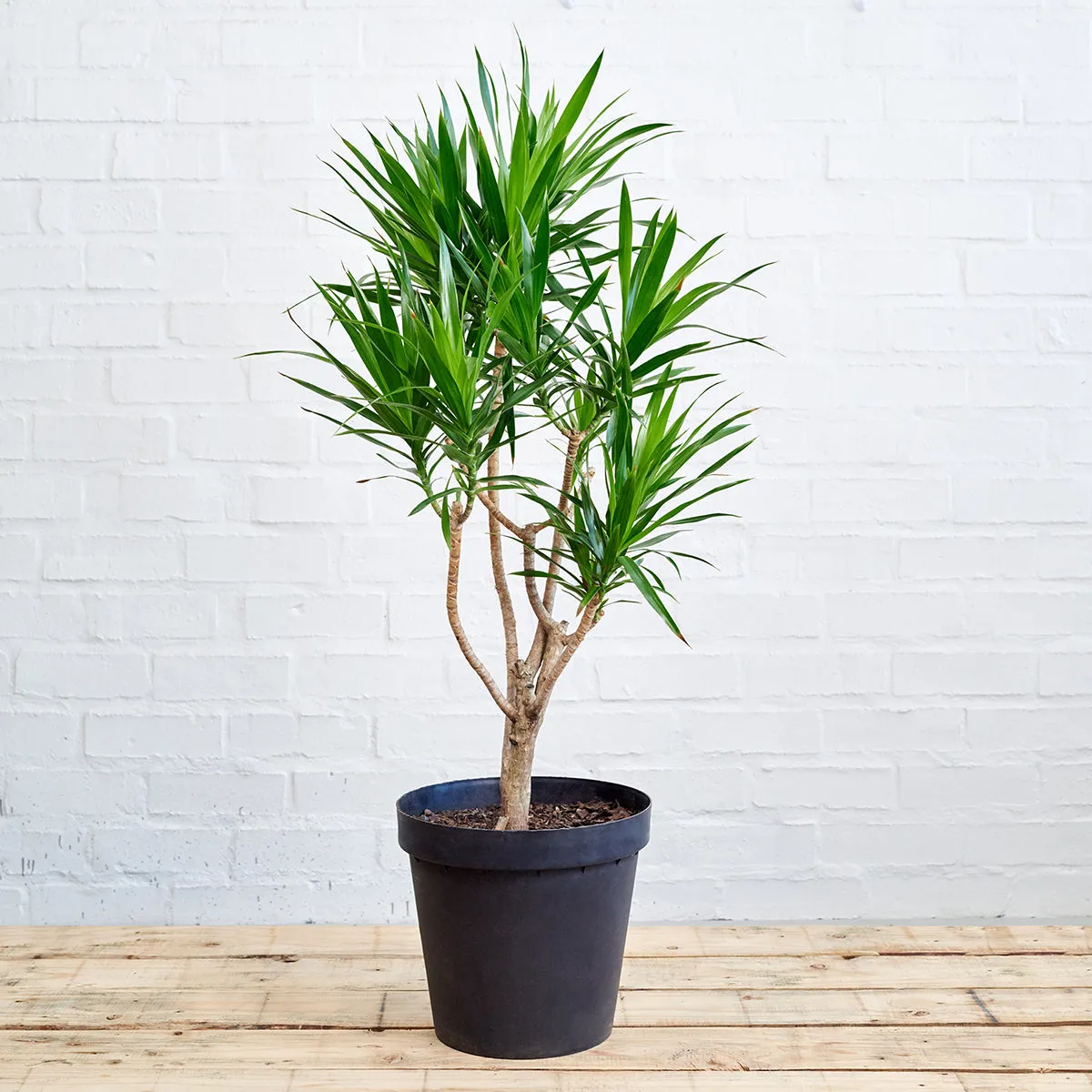 Dragon Tree - Angazi