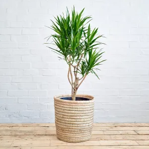 Dragon Tree - Angazi