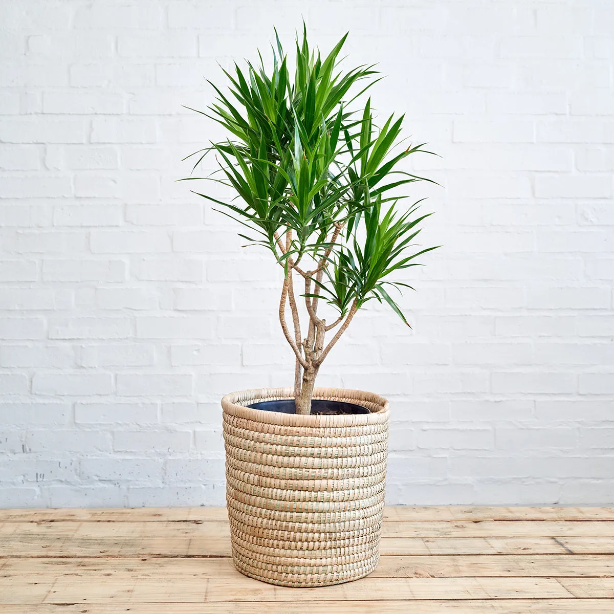 Dragon Tree - Angazi