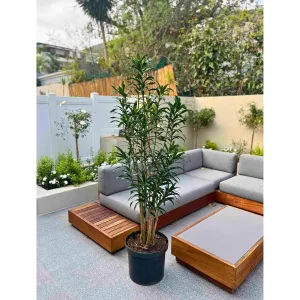 Dragon Tree - Reflexa - Extra Large
