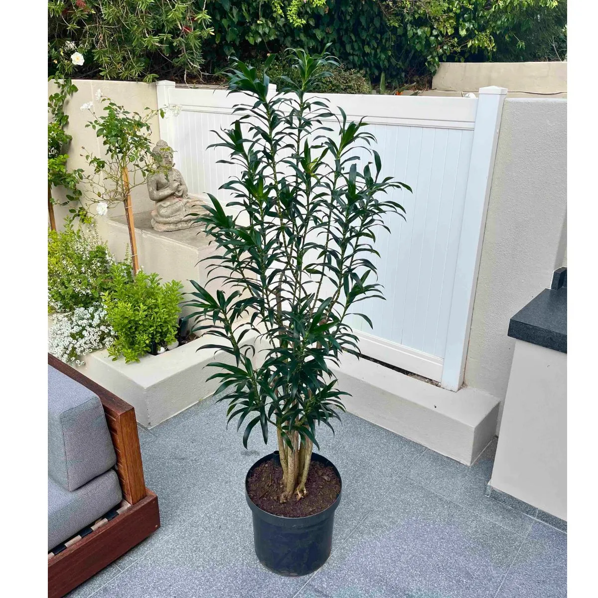 Dragon Tree - Reflexa - Extra Large