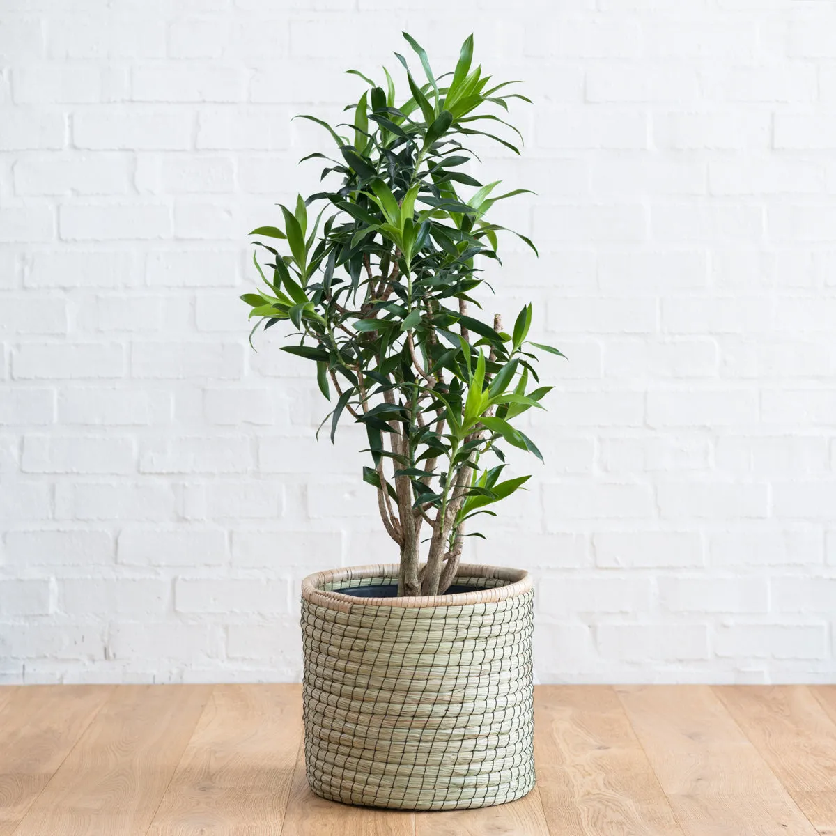 Dragon Tree - Reflexa - Extra Large