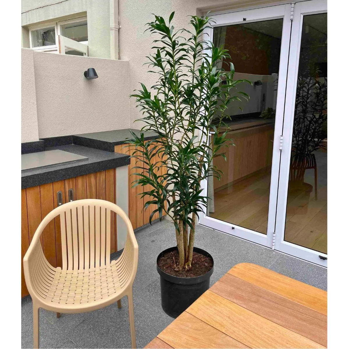Dragon Tree - Reflexa - Extra Large