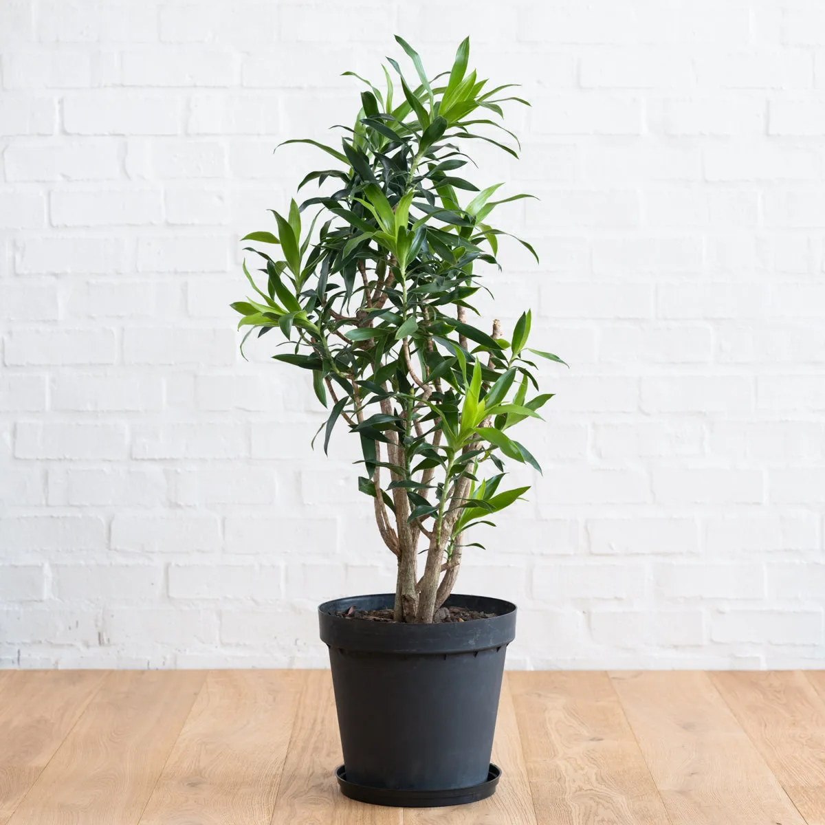 Dragon Tree - Reflexa - Extra Large