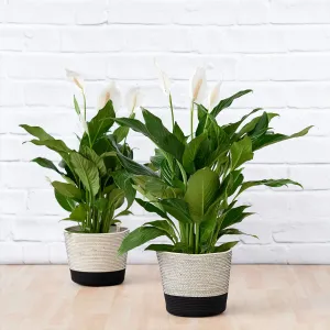 Peace Lily - Chopin
