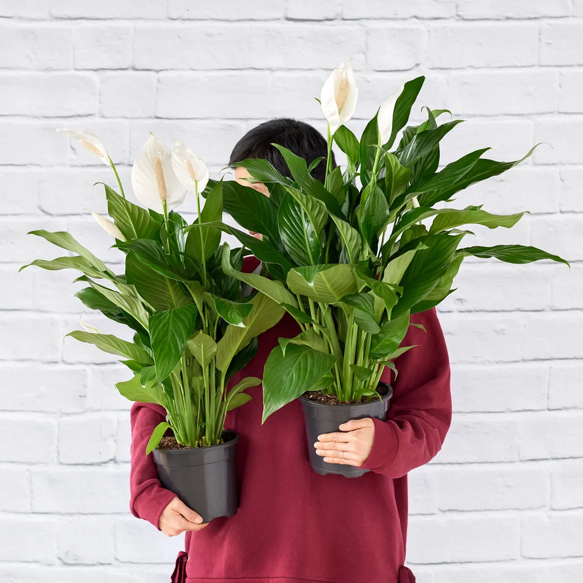 Peace Lily - Chopin
