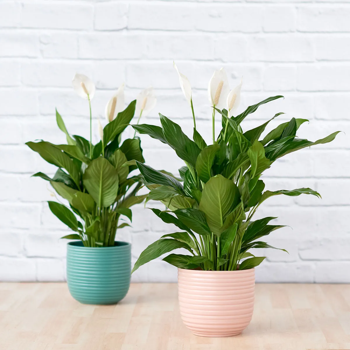 Peace Lily - Chopin