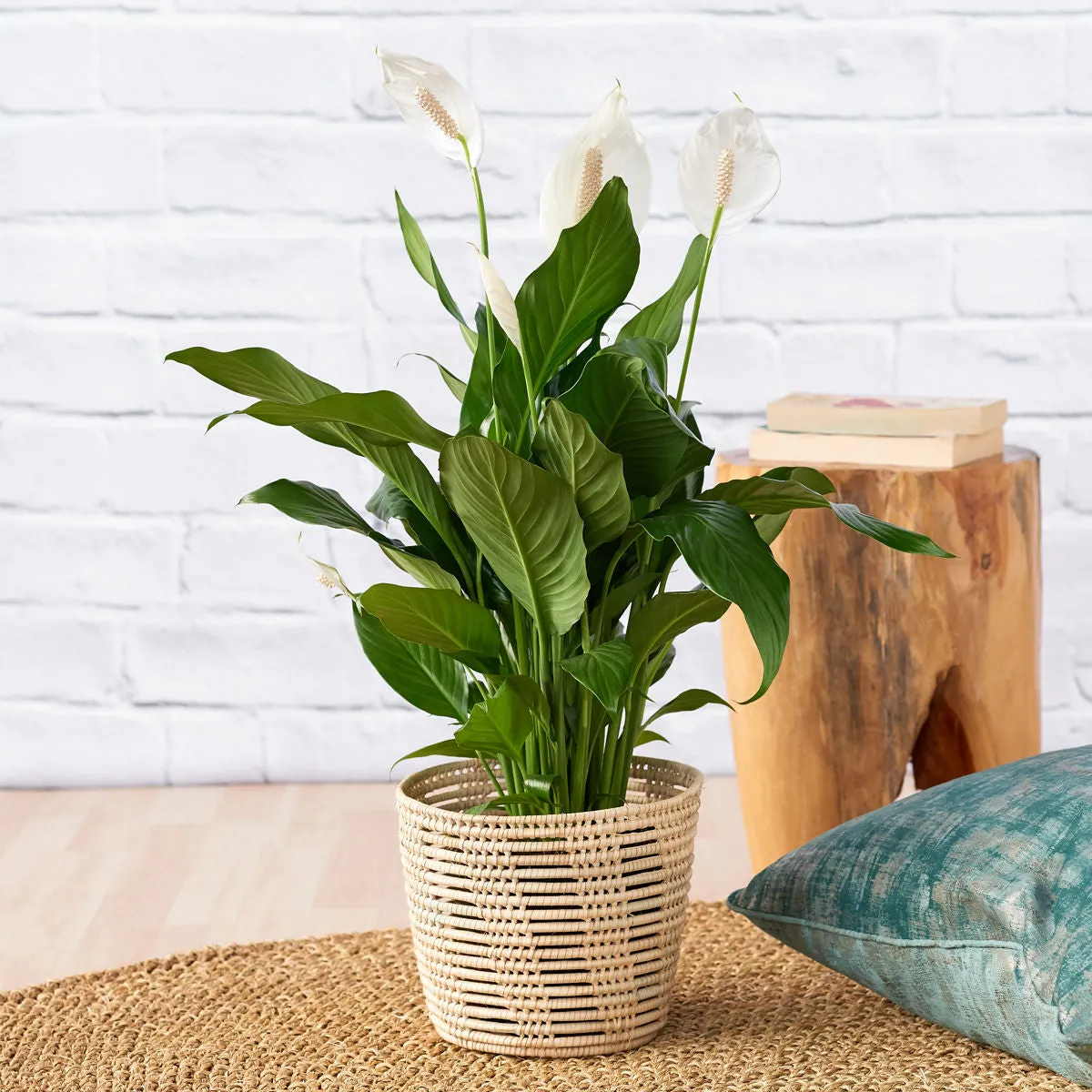 Peace Lily - Chopin